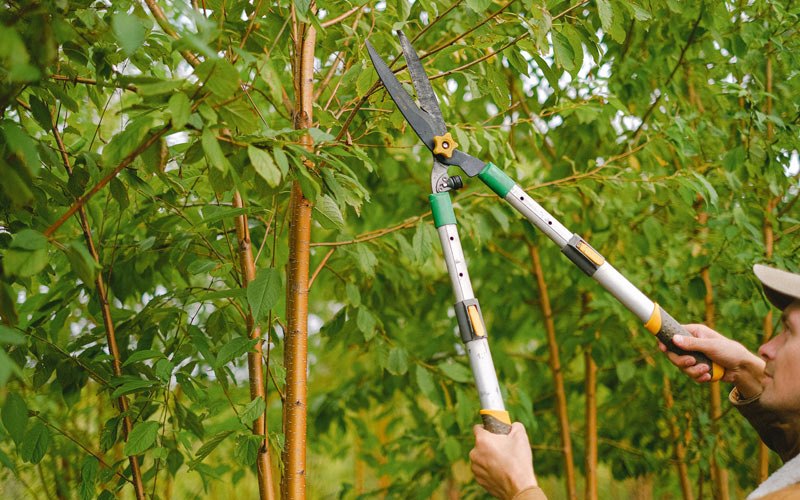 Tree trimming in State Farm, VA