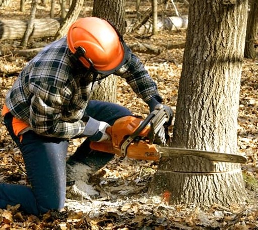 Tree Removal in State Farm, VA